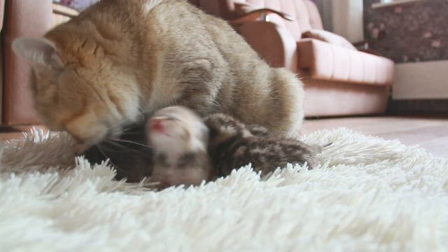 Котята уснули в руке а потом их утащила кошка!