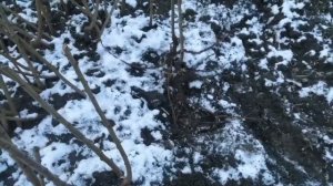 Зимняя посадка сада. Результат укоренения черенков подвоя.