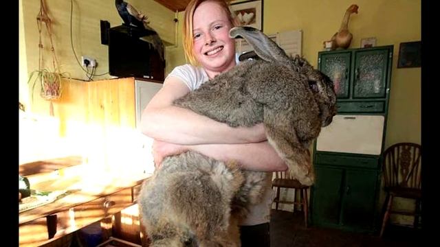 Самый большой кролик в мире!