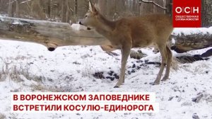 В Воронежском заповеднике встретили косулю-единорога