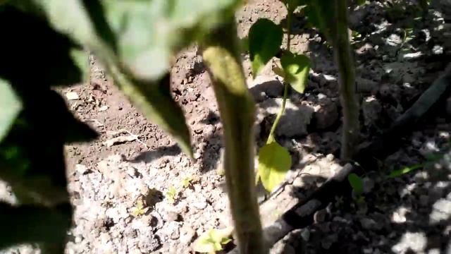 Помидоры в теплице смотреть онлайн