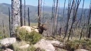 Рёв изюбря
