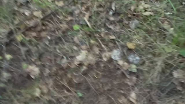 Золото кучка. Разные пробы. Что скажет Эквинокс 800. Коп 2019 смотреть онлайн