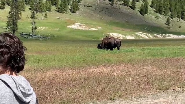 TripYellowstone national park Путешествия семьёй  по Америке