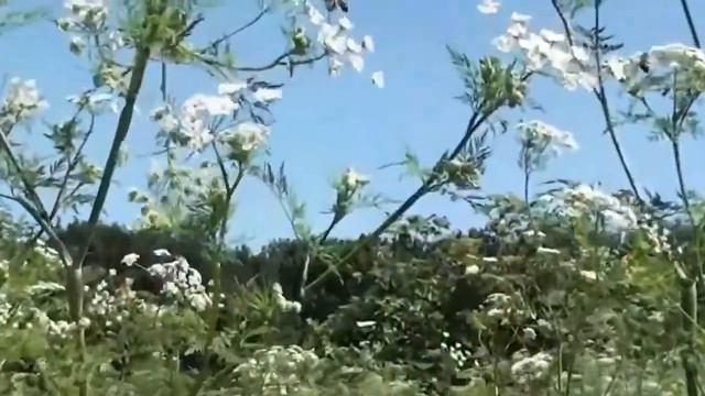 Видеоэкскурсия по городу Новоульяновску