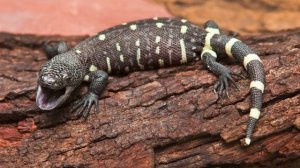 Ядозубы и безухие вараны