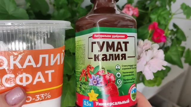 ГЕРАНЬ Завалит Вас ЦВЕТЕНИЕМ! Всего 7 Простых Правил выращивания Пеларгонии! Чем подкормить Герань?