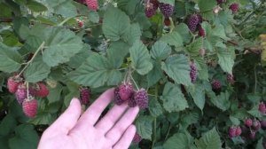 Тайберри ежемалина сладкая конфетного вкуса