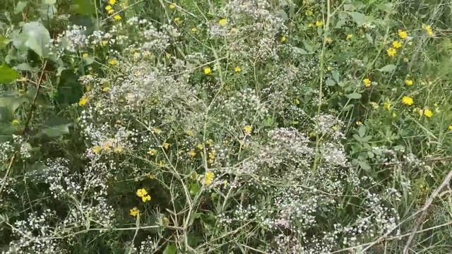 22 июля народный праздник ПАНКРАТИЙ И КИРИЛЛ. народные приметы и поверья смотреть онлайн