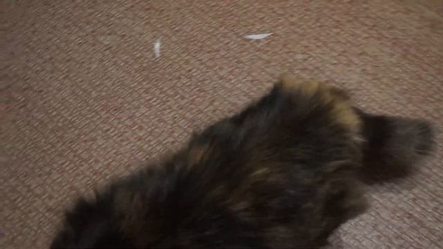 У домашней кошки брачный период, кошке нужен кот благоверный 