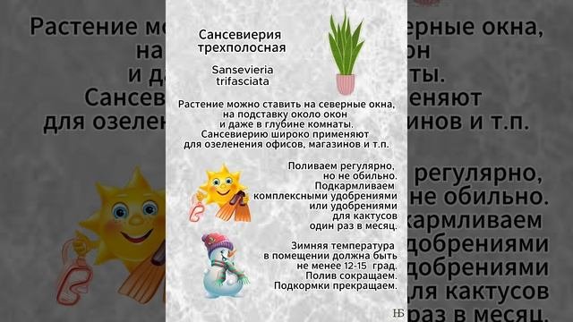 Семь растений для начинающего цветовода