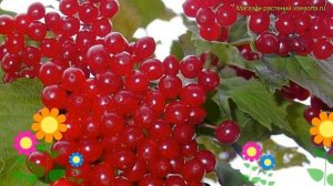 Калина съедобная Красная гроздь. Краткий обзор, описание viburnum opulus Krasnaya grozd
