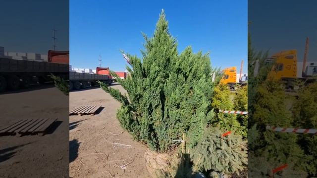 08 мая 2023 г. Можжевельник Стрикта смотреть онлайн