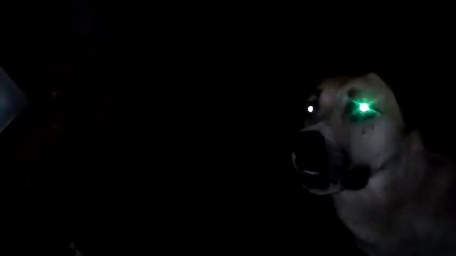 Алабай и ежик ))) (Смешно клацает зубами) смотреть онлайн