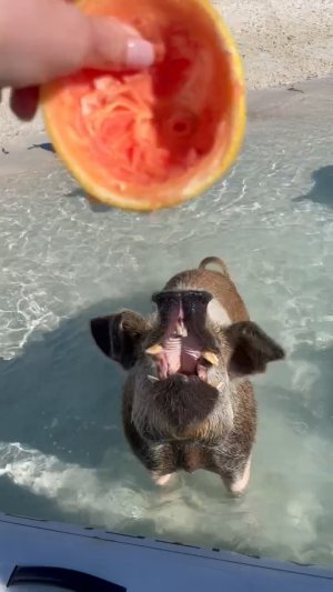Остров свиней на Багамах 2024 Апрель