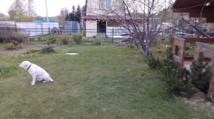 Посадили золотистую смородину и жимолость.