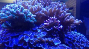 The Reef Aquarium Shop: Coral Display Tank