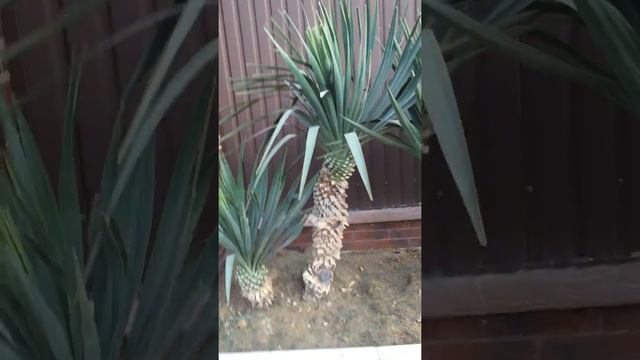 Результат обрезки Юкки глориоза смотреть онлайн