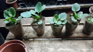 ВИОЛА из семян?КАК ПРАВИЛЬНО выращивать семенами на рассаду. виола из семян