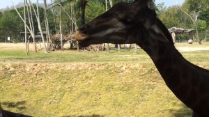 Как кормить Жирафа...