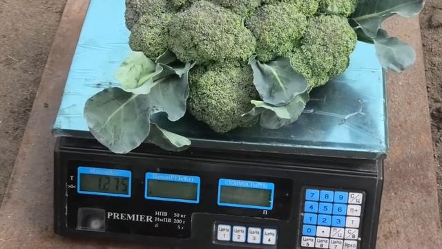 Выращивание капусты брокколи. Сбор урожая. Часть 6. смотреть онлайн