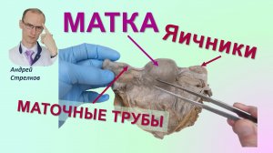 Матка. Маточные трубы. Яичники: анатомия и строение