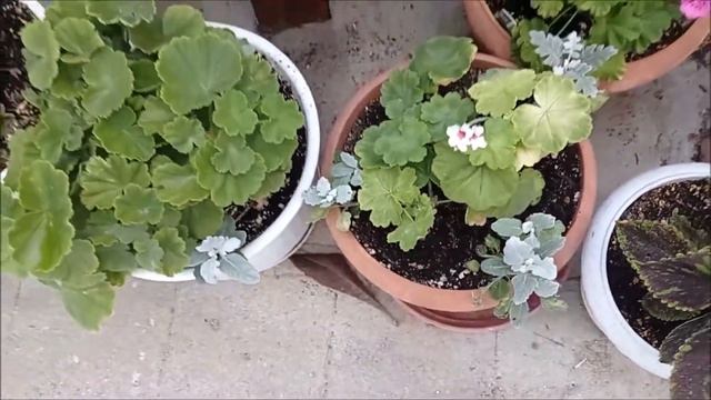 мои Колиусы и пеларгония как выросли. смотреть онлайн