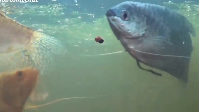 Улитка-катушка и Гурами в аквариуме - повод для размышления на тему размеров... смотреть онлайн