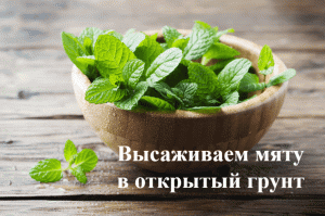 Как сажать мяту. Высаживаем мяту в открытый грунт