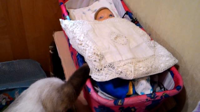 Кошка нянька/Cat sitter смотреть онлайн