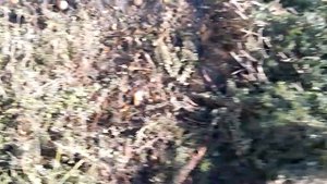 Почвопокровник. Тимьян ползучий после зимы.