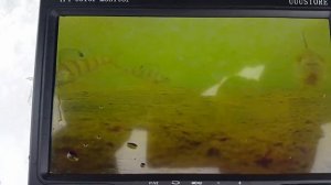 Подводное видео с зимней рыбалки