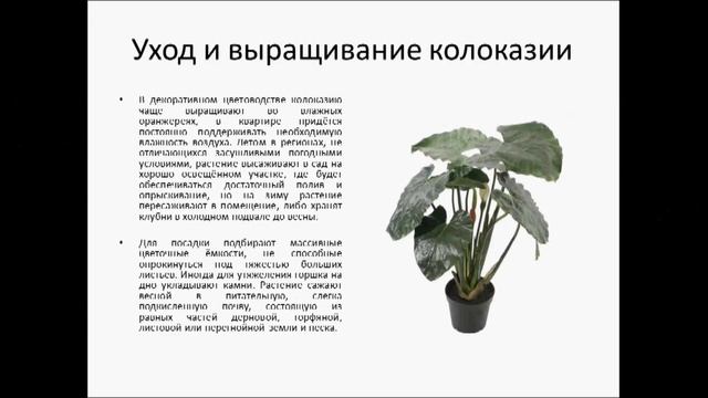 Колоказия