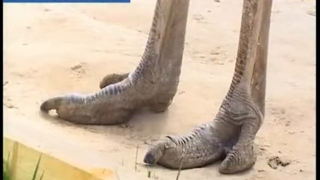 СТРАУСЫ смотреть онлайн