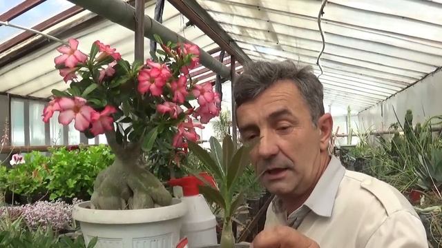 Как удобрять Адениумы смотреть онлайн