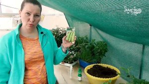 Выращиваем натуральную мочалку. Люфа - безотходный супер овощ.