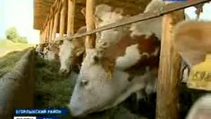 В Егорлыкском районе развивают животноводство