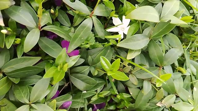 Барвинок заброшенный смотреть онлайн