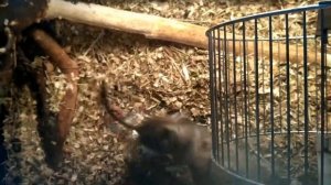 Белки дегу дерутся