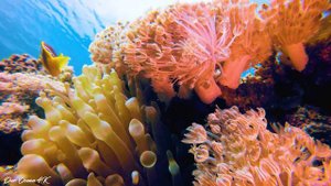 The Stunning And Colorful Sea Creatures 4K (ULTRA HD) - Incredible Underwater World