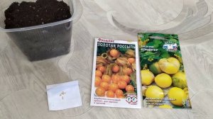 Как посеять физалис, физалис золотая россыпь