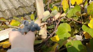 Собираю виноград в Крыму ))