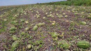 Август, 2021. Арбуз Каристан на поле.