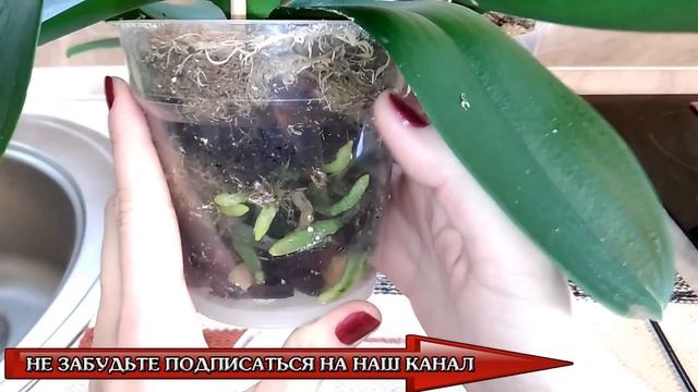 ОРХИДЕЯ В "КОМЕ" или КАК РАЗБУДИТЬ СПЯЩУЮ КРАСАВИЦУ. ШИКАРНЫЕ КОРНИ И ЛИСТЬЯ ОРХИДЕИ ПОЙДУТ В РОСТ.