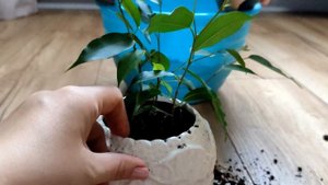 Пересаживаю Фикус Бенджамина и Гибискус Купера