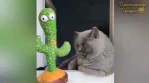 Говорящие коты! Лучшая подборка #37