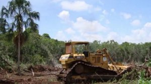 Белиз - земельный участок - очистка от леса