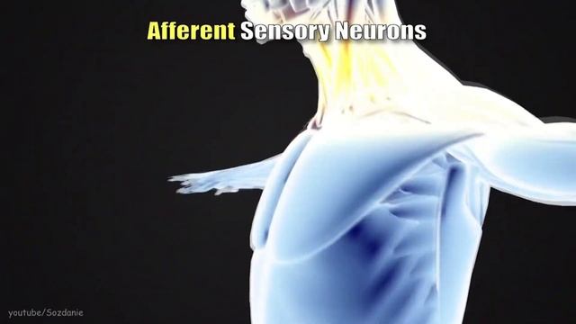 Нервная система за 10 минут смотреть онлайн