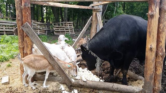 Козы и бык едят капусту в замедленной съёмке смотреть онлайн