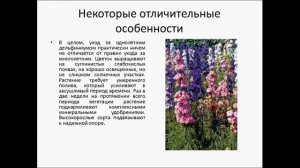 ДЕЛЬФИНИУМ ОДНОЛЕТНИЙ